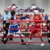 Nedia IbarrNedia Ibarra Reaches National Golden Gloves Finalsa Reaches National Golden Gloves Finals
